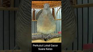 Download lagu Perkutut Lokal Gacor Suara Kecil mp3 Download lagu Perkutut Lokal Gacor Suara Kecil mp3