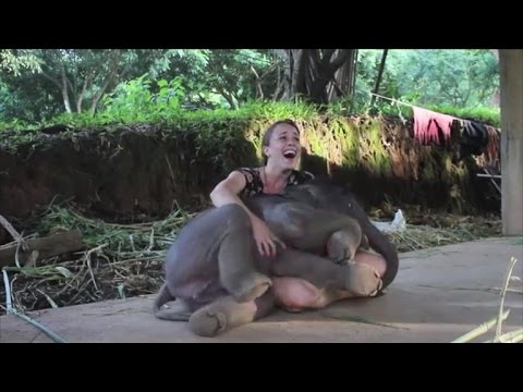 Baby Elephant Surprises Caretaker with a Hug