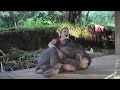 Baby Elephant Surprises Caretaker with a Hug - Inside Edition Baby Elephant Surprises Caretaker with a Hug
