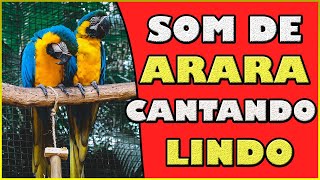Som de arara cantando | Lindo canto da arara | Vdeo arara cantando na natureza (singing macaw)