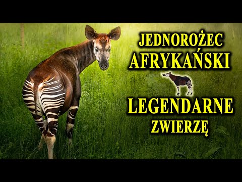 OKAPI - Mityczny Jednorożec Afrykański