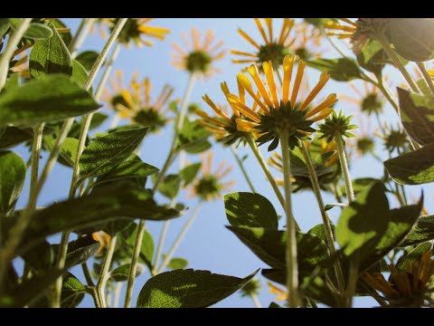 Save It for a Rainy Day |Daniel Hickman cover|