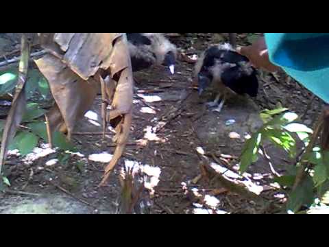 homem apanha de urubu