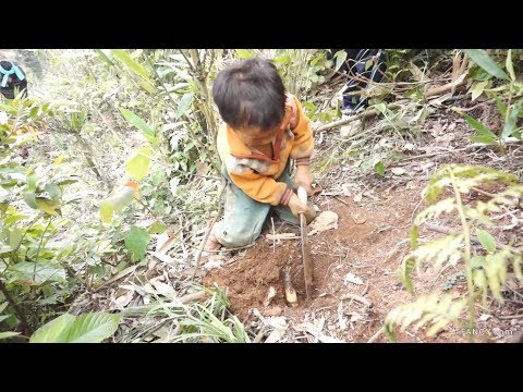 Cuộc sống mưu sinh của  trẻ em vùng Tây Bắc | Life of childrens in Northwest Vietnam