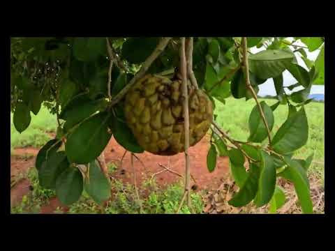 A Venda Chácara escriturada - Vila Boa GO