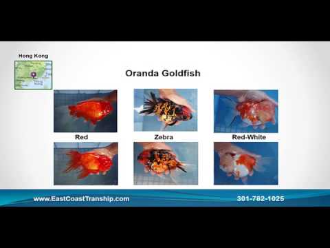 Tropical Fish Wholesale Supplier - Tropical Fish For Pet Store Owners (www.EastCoastTranship.com)