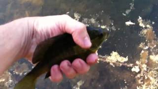Releasing a Bluegill after catching with Tenkara rod