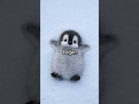 hangisi?🐧#keşfetbeniöneçıkar #kesfeteyyiz #itzy