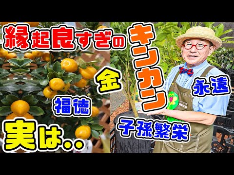 園芸 ながみ金柑(ながみきんかん) 楕円形の実をつけた金柑