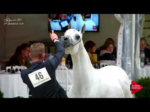 N.46 DONYA JAMAL - Deauville 2017 - Mares 7 years old and older (Class 5)