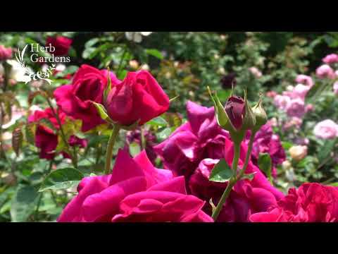 ハーブ園をクリエイティブにデザインする トピックス