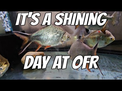 It's a Shining Day at OFR 