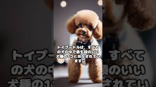 トイプードルのトリビア 【動物トリビア／犬編】