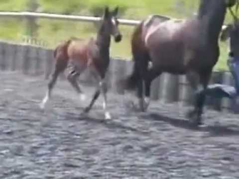 Chalado mit 4 Wochen.wmv