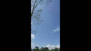 Download lagu Ikut aku The junas monkey Swoled mp3
