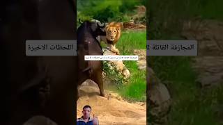 المجازفة القاتلة للأسود دون أنتدري بهلاكها!#shorts