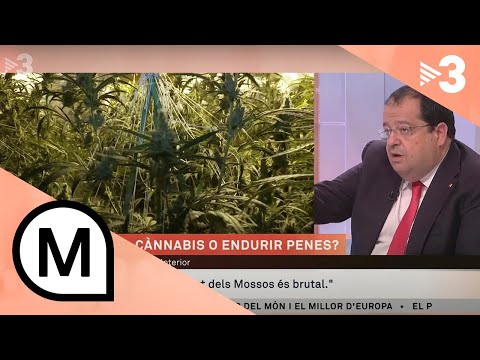 Joan Ignasi Elena: "Hi ha hagut un cert romanticisme respecte a la marihuana" - Els matins