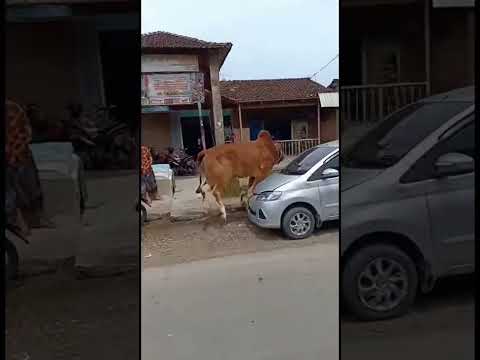 “Sapi Lepas Nabrak Motor di Depan Toko! Bikin Warga Panik 😱🐄” #cowvideos #shorts #sapi