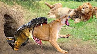 Impressive Battle! Angry Cobra Launched A Powerful Venom Bite To Defeat Lion To Escape