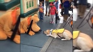 Guide Dog in Training Gets Super Excited Meeting Pluto at Disneyland