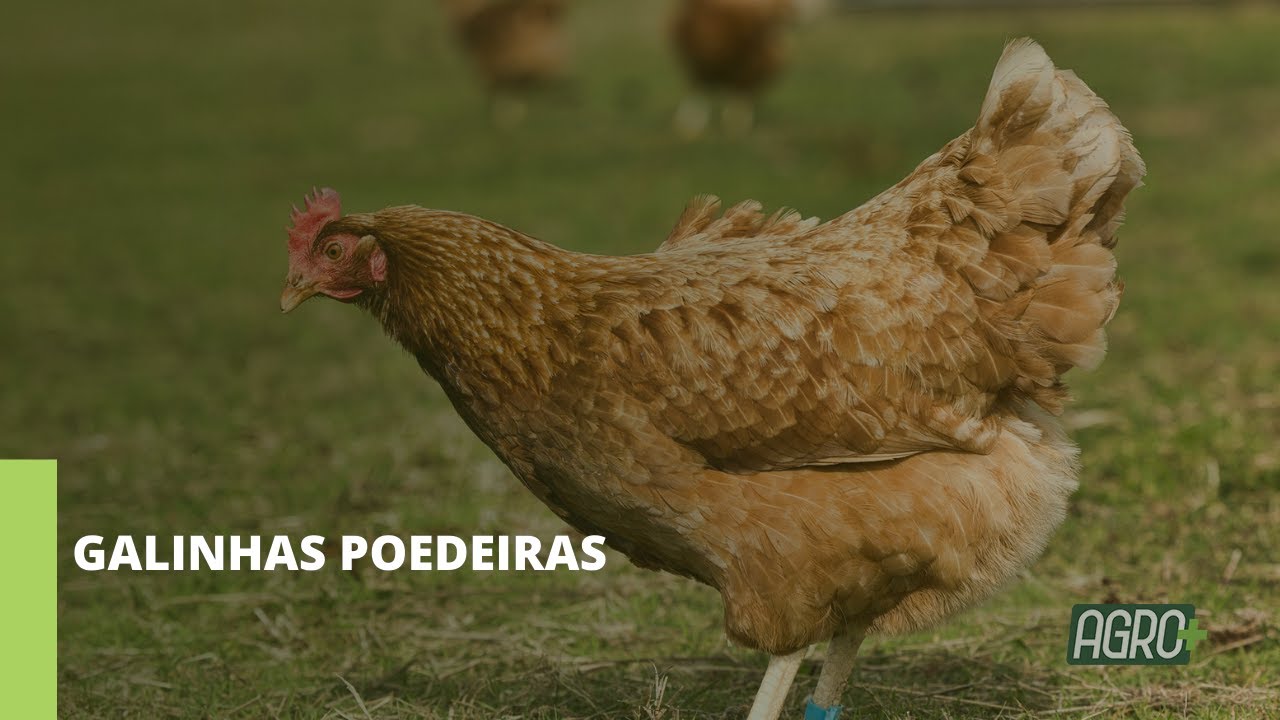 Como iniciar uma criação de galinhas poedeiras?