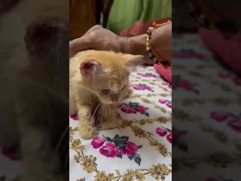 #Persioncat#short video