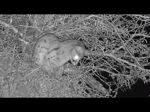Djuma: Genet climbs up in to tree - 22:49 - 09/05/20