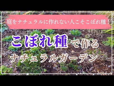 庭の植栽、給餌器、給水器、シェルターにゴシキヒワを持ち込むためのヒント