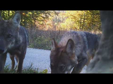 Velike zveri ne poznajo meja - Volk (2. del)