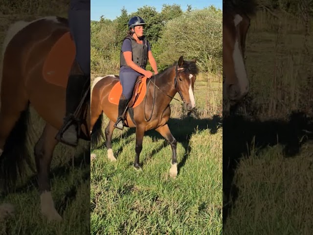 Poney 4 ans pour loisir mod&eacute;r&eacute;