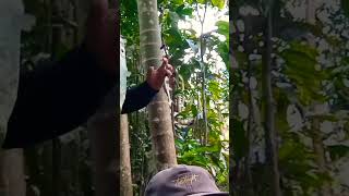 Download lagu Setrike ikan nilem / melem di air keruh #shorts @putuindiamancing2896 mp3