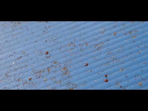 Pčelarenje u septembru,varoa,prihrana,pojilica/Beekeeping in September, varroa top dressing, drinker