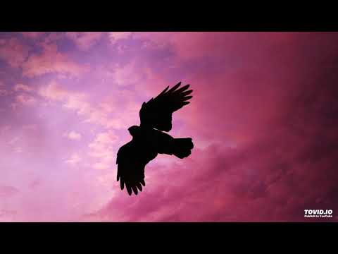 download lagu mp3 mp4 Zippyaudio, download lagu Zippyaudio gratis, unduh video klip Zippyaudio