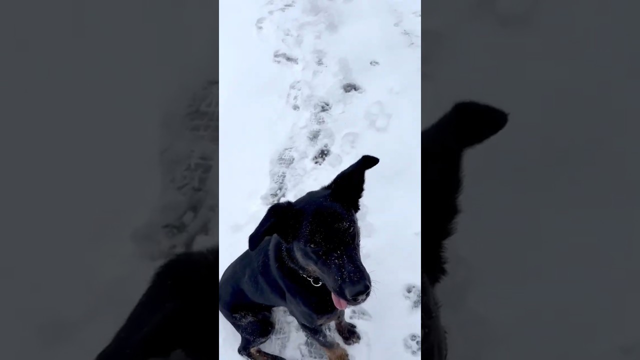 Enlarge Leia, a ADOPTABLE mixed breed in Ottawa, ON video 6/6