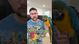 Rachel Blue and Gold Macaw Compared to Cucumber the Great Green Macaw