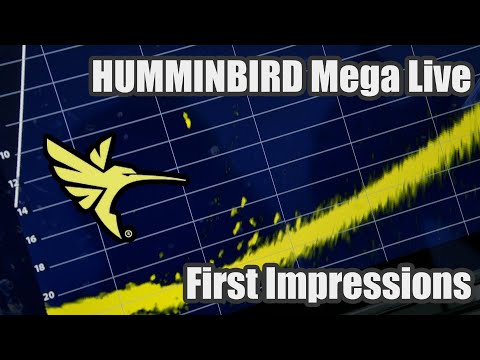 Mega Live first impressions