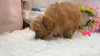 ハーフ犬の動画01