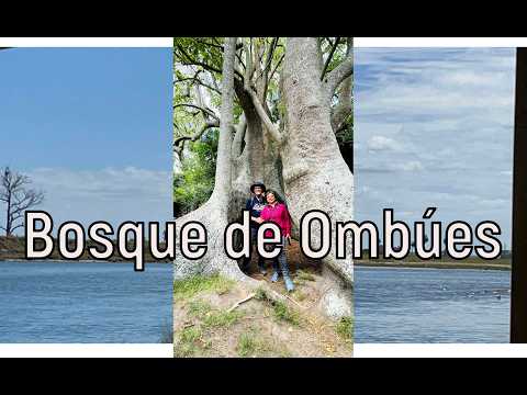 El increíble bosque de ombúes al que llegamos navegando | Arroyo Valizas, Uruguay