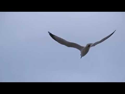 أوكا وأورتيجا وأحمد شيبه - إمتى؟! | Oka Wi Ortega Ft. Ahmed Sheiba - Emta?!