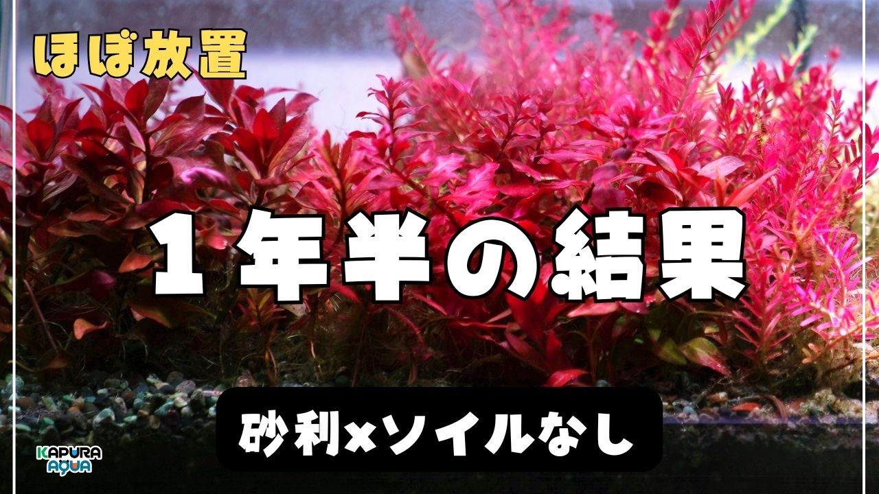 砂利水槽、1年半ほぼ放置してみた結果がこちらです【ソイルなし水草育成】アクアリウム 45cm水槽