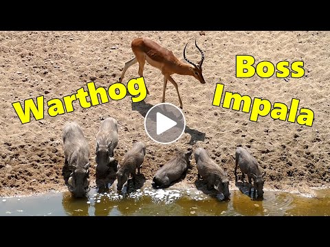 Warthogs Boss Impala at a Waterhole