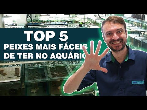 EASIEST FISH TO CARE FOR - TOP 5 [Freshwater Aquarium]