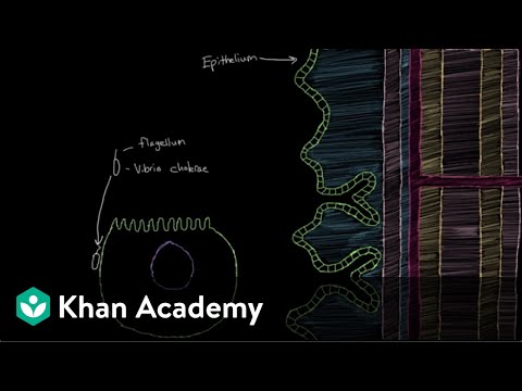 What is cholera? | Gastrointestinal system diseases | NCLEX-RN | Khan Academy