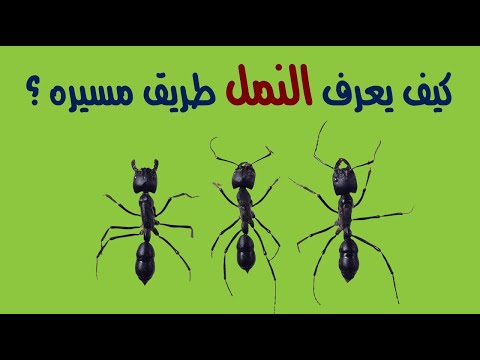 كيف يعرف النمل طريق مسيره بدقة ؟