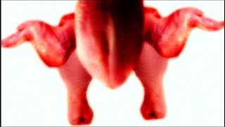 It Ain&#39;t The Meat (It&#39;s The Motion) - ANIMATED SPECIAL - Bone-In !!! [RESTORED in STEREO] 1951