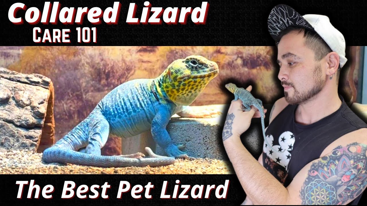 Collared Lizard Care Guide 2022