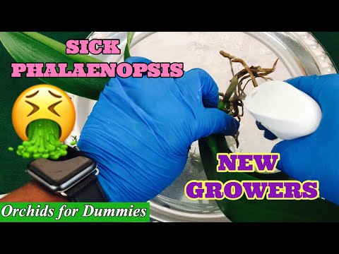 How do you get rid of black rot in orchids?