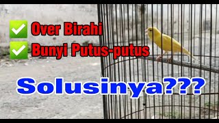 Download lagu Solusi kenari over birahi / ob atau kenari bunyi putus putus mp3