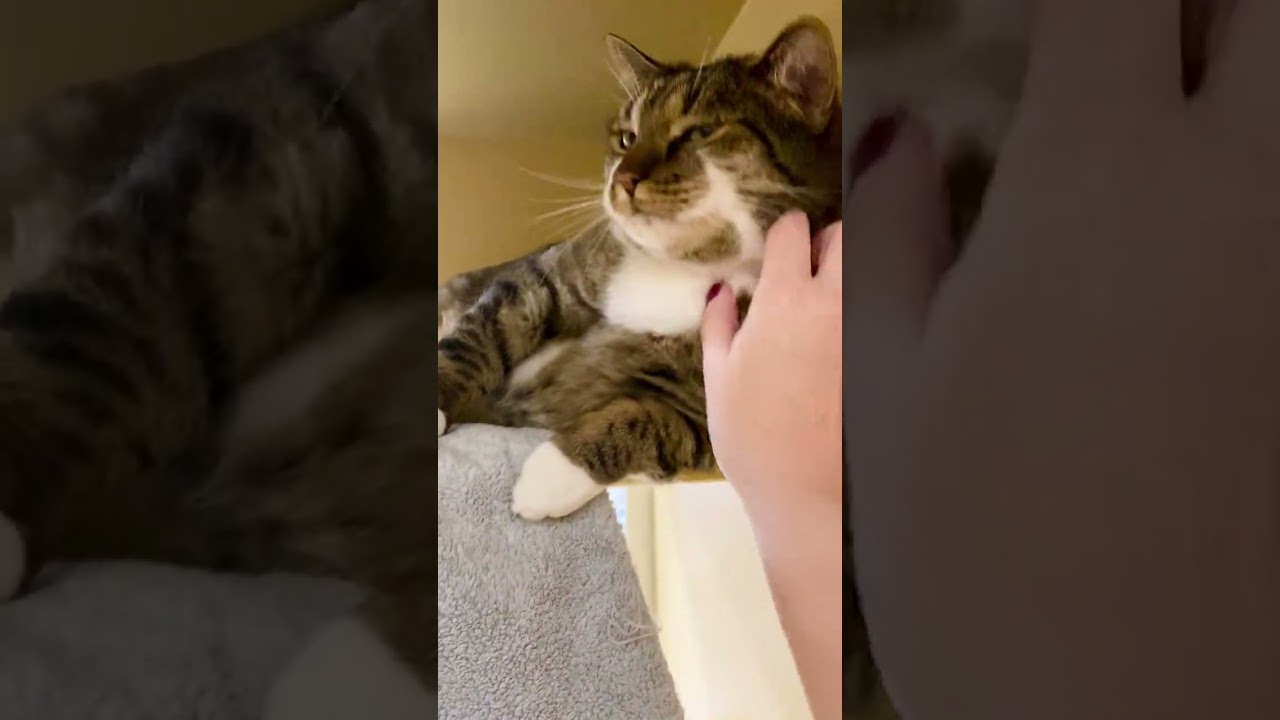 Enlarge Good Boy & Pumpkin, a ADOPTABLE Domestic Short Hair in wakefield, MA video 4/4