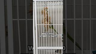 What Kind of Bird Is That? New Parrot in Training
